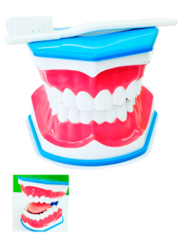 Macromodelo dental con lengua