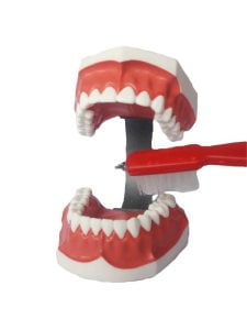 Macromodelo-Caja-de-Dientes-con-Cepillo-aseo-dental.jpg