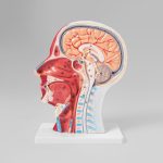 Modelo Anatómico de Cabeza con Sistema Nervioso Músculos y Corte Cerebral