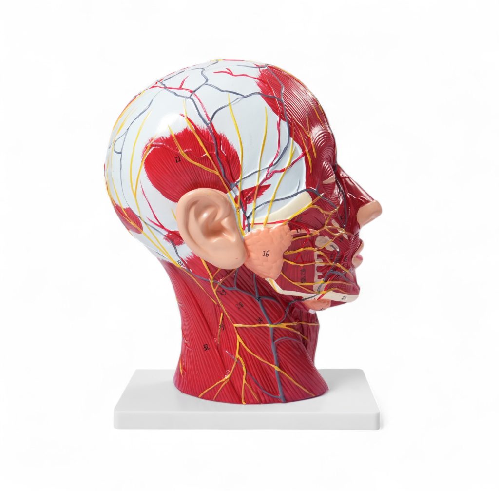 Modelo anatómico de cabeza humana en corte sagital: enseñanza detallada de músculos, nervios y cerebro