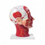 Modelo anatómico de cabeza humana en corte sagital: enseñanza detallada de músculos, nervios y cerebro
