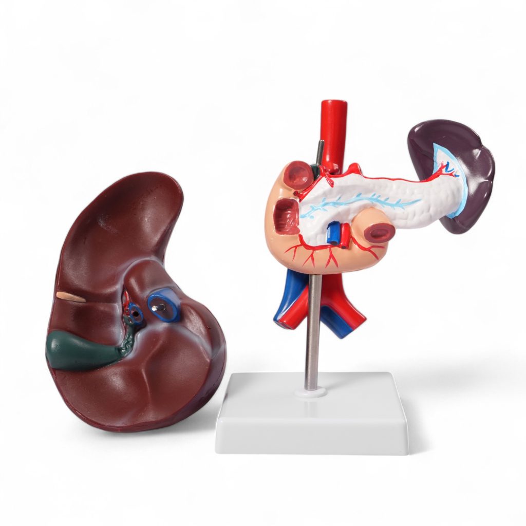 Modelo anatómico del sistema digestivo superior: hígado, páncreas, bazo, duodeno y vías biliares