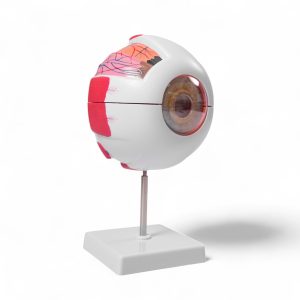 Modelo anatómico del ojo humano ampliado: representación detallada de la estructura ocular para educación médica y optometría